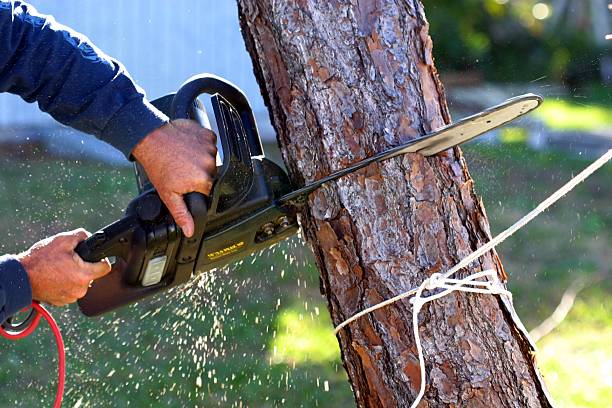 Best Tree Removal Service  in North Potomac, MD