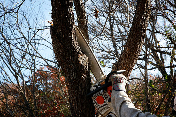 Trusted North Potomac, MD Tree Services Experts