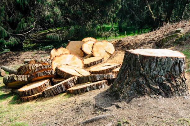 How Our Tree Care Process Works  in  North Potomac, MD